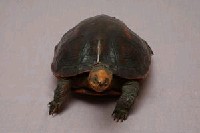 斑龜藏品圖，第3張